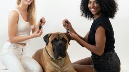 Formation en toilettage canin : les questions à poser avant de signer
